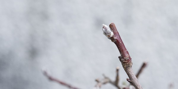 Zimowe pąki na jabłoni halla prowadzonej jako bonsai.