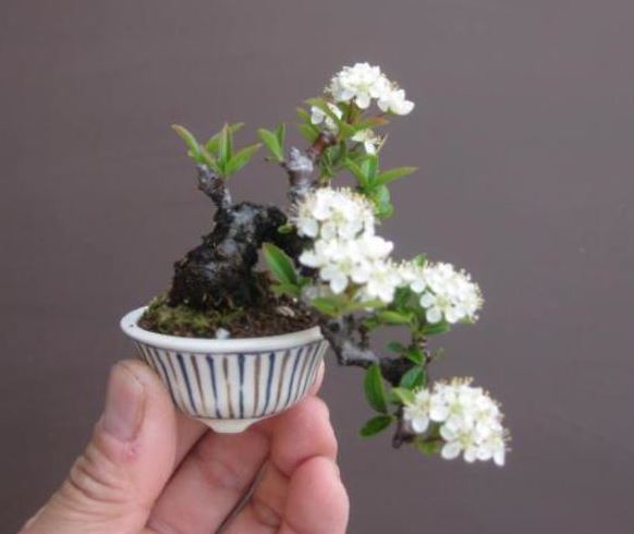 Mini bonsai mame