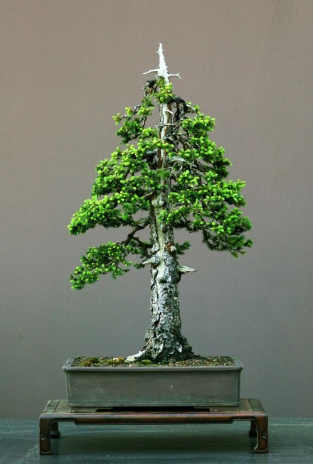 bonsai chokkan styl wyprostowany