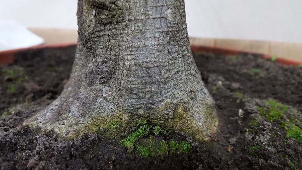 Kora bonsai z grabu pospolitego.