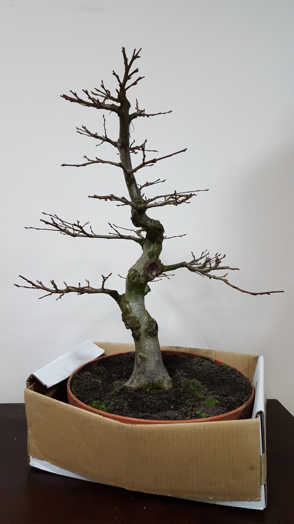 Pre-bonsai Grab pospolity