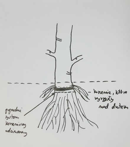 Jak uzyskać dobre ładne nebari w bonsai?