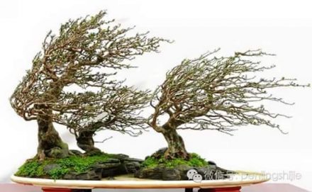 fukinagashi-bonsai-2