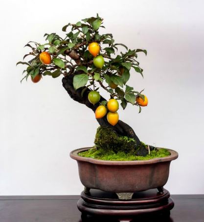 Pielęgnacja drzewek bonsai