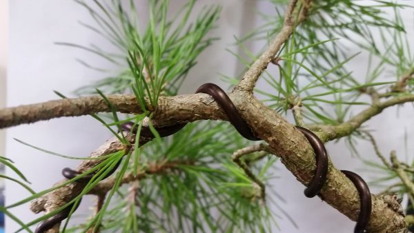 Jaka grubość drutu do bonsai?