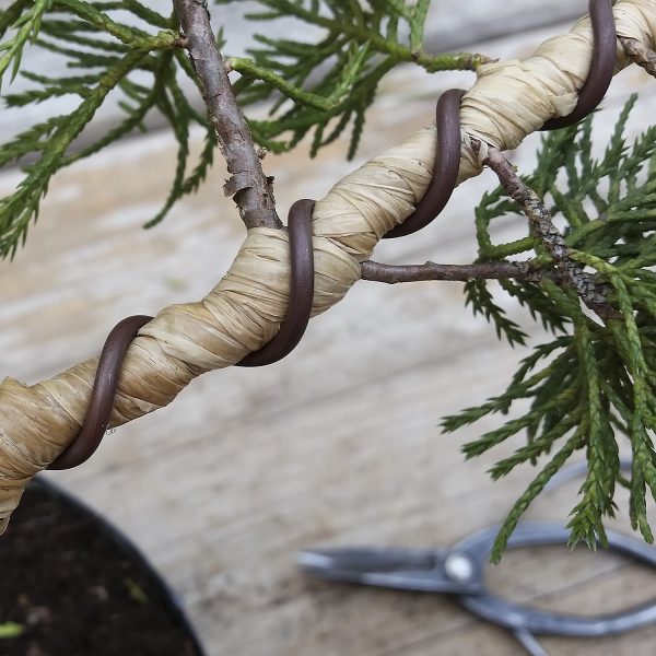 Drzewko bonsai - Mocne wyginanie gięcie gałęzi lub pnia