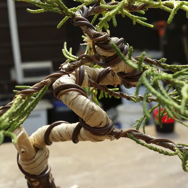 Drzewko bonsai - Mocne wyginanie gięcie gałęzi lub pnia