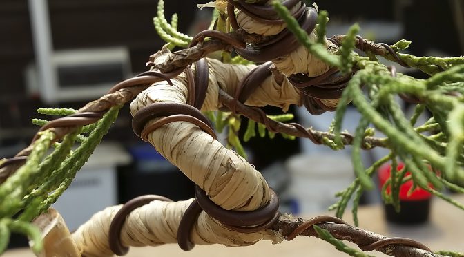 Jak wygiąć grubą gałąź drzewka bonsai? – Rafia