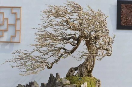 Style bonsai - Fukinagashi - drzewo ukształtowane przez wiatr