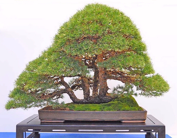 styl bonsai Netsuranari