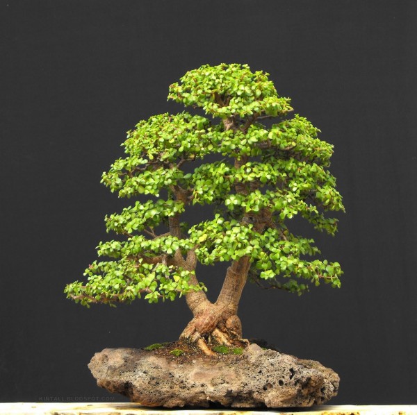 bonsai-z-drzewka-szczescia