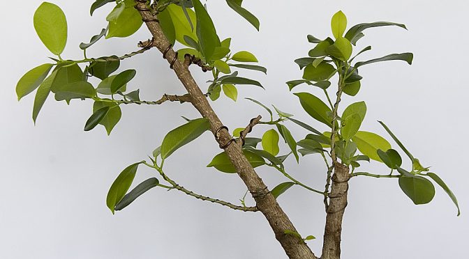 Ficus microcarpa – wiosna 2016