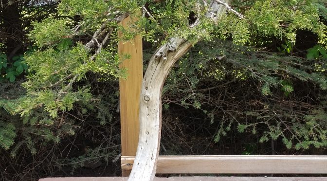 W ogrodzie bonsai p. Marka Gajdy