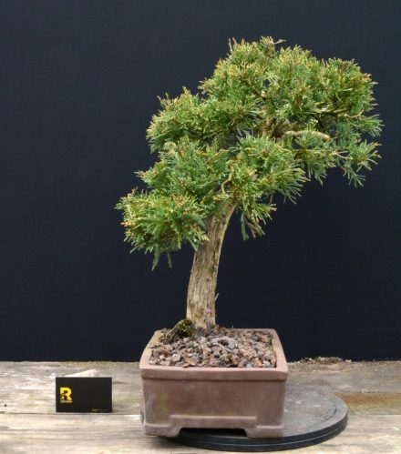 juniperus-jalowiec-rostkowski-2