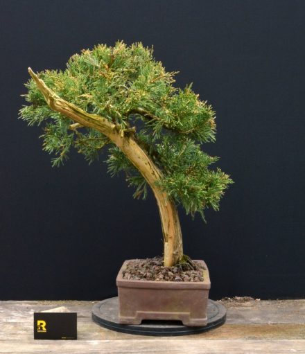 juniperus-jalowiec-rostkowski-4