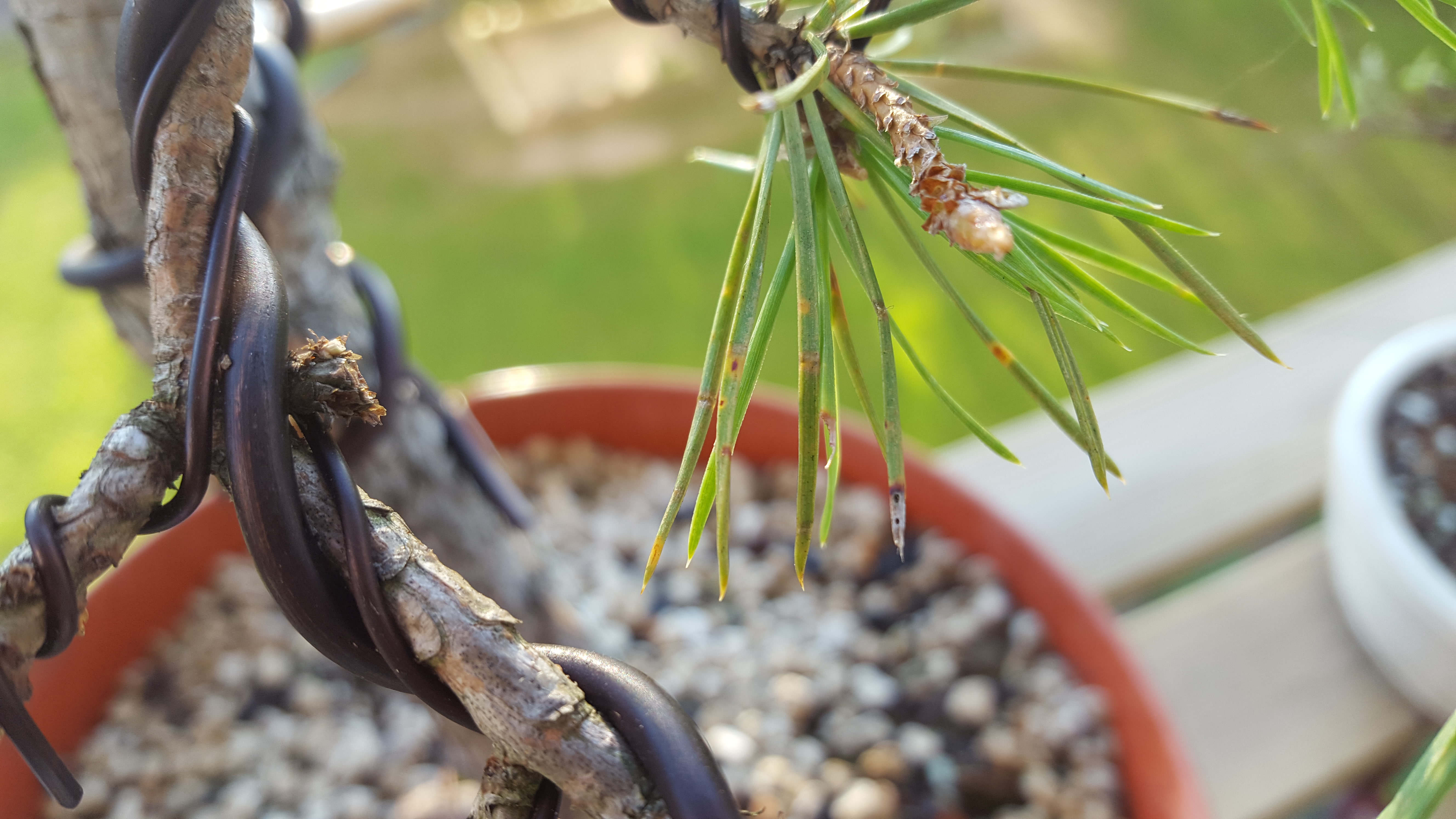 osutka-sosny-kocham-bonsai-blog