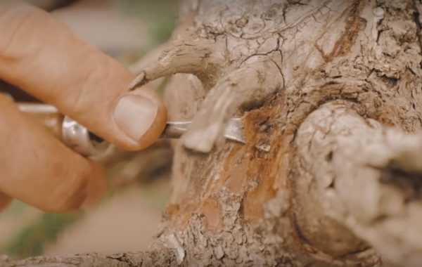 Tworzenie martwego drewna na drzewku bonsai
