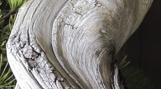 Martwe drewno (jin, shari, sabamiki) – przykłady