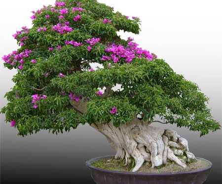 Pielęgnacja bonsai w maju