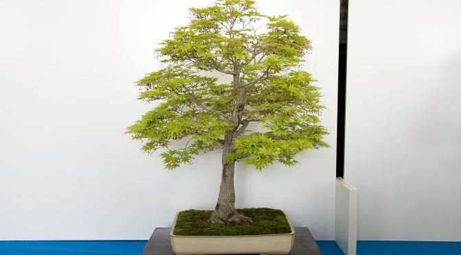 Pielęgnacja bonsai w lipcu