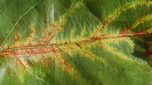 Objawy niedoboru pierwiastków i mikroelementów u drzew liściastych