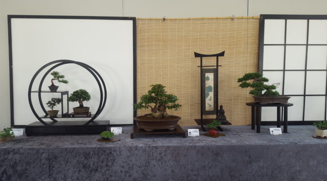 Spotkanie przyjaciół wśród drzewek bonsai – wystawa w Bockenem